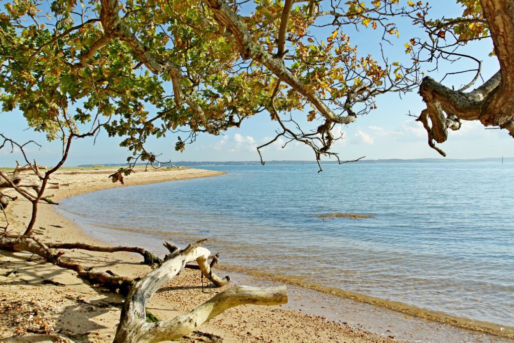 FREE THINGS TO DO IN AND AROUND THE NEW FOREST BY NEW FOREST COTTAGES